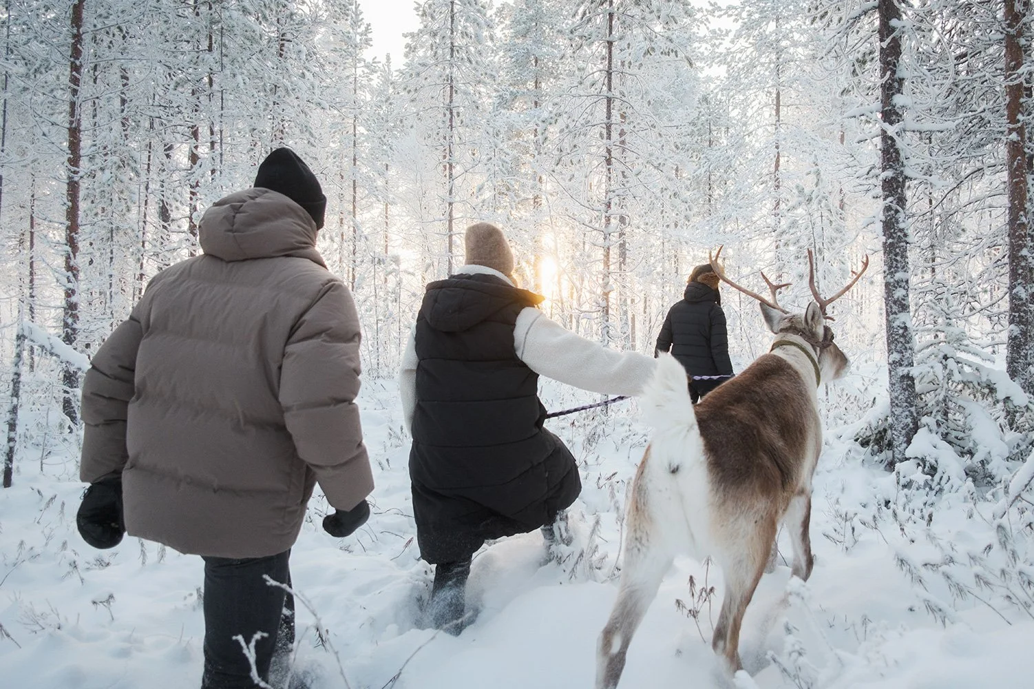 Reindeer walk through the winter wonderland, picture courtesy of Halo Igloos