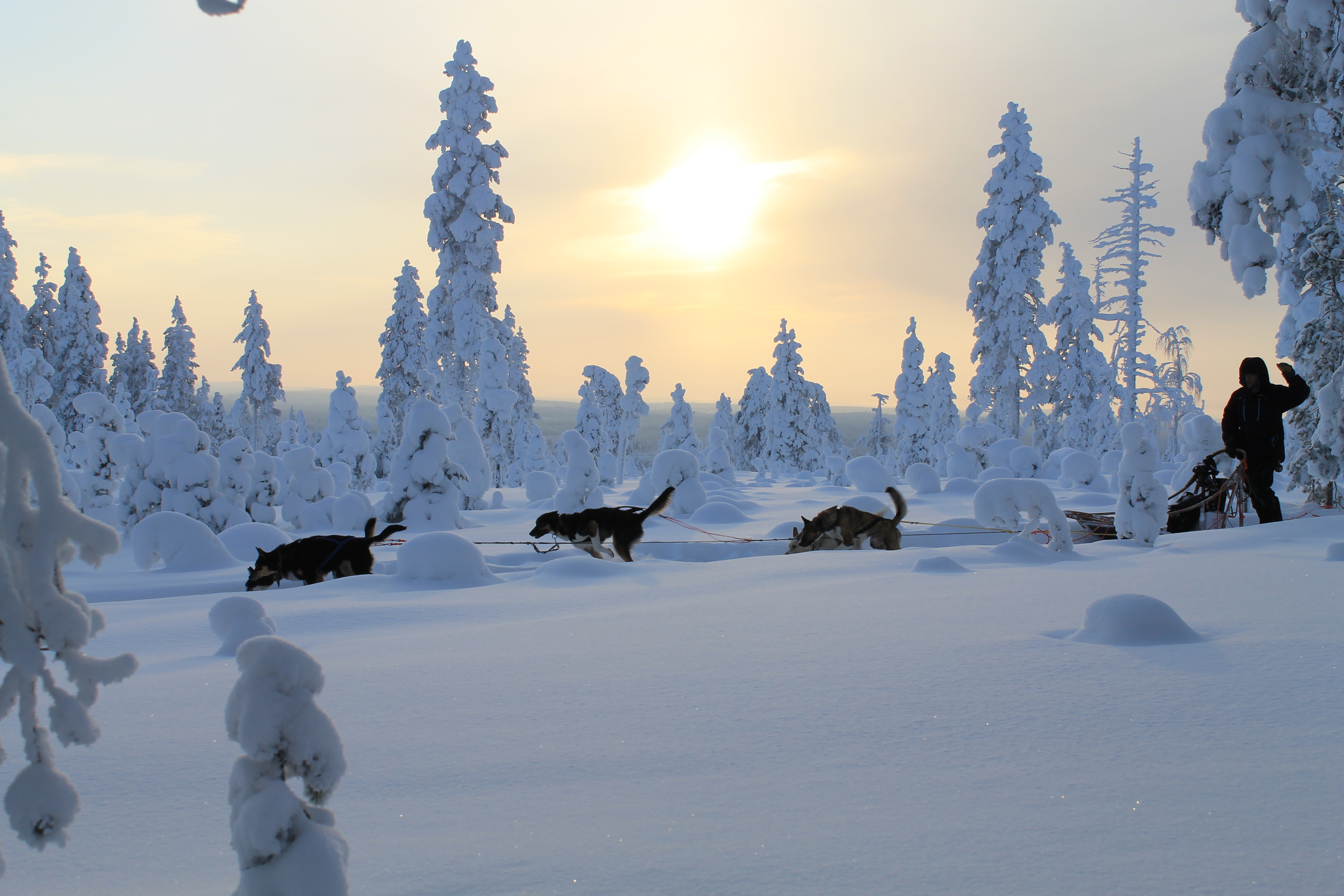 Beana Laponia's husky tours journey through their private lands guaranteeing a private experience