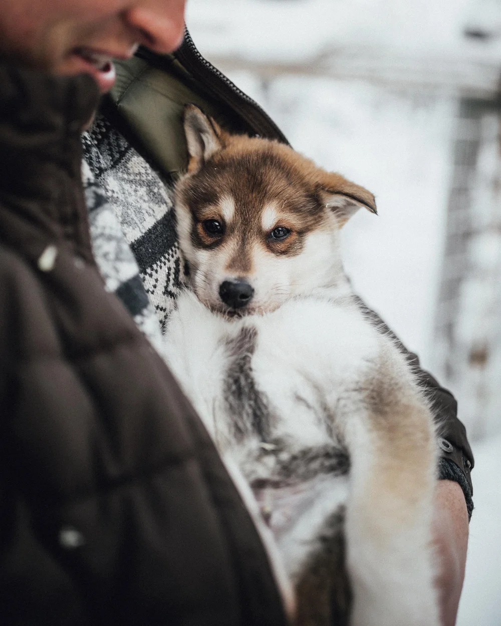 New in-house husky activities available at Halo Igloos starting winter 2026-2027