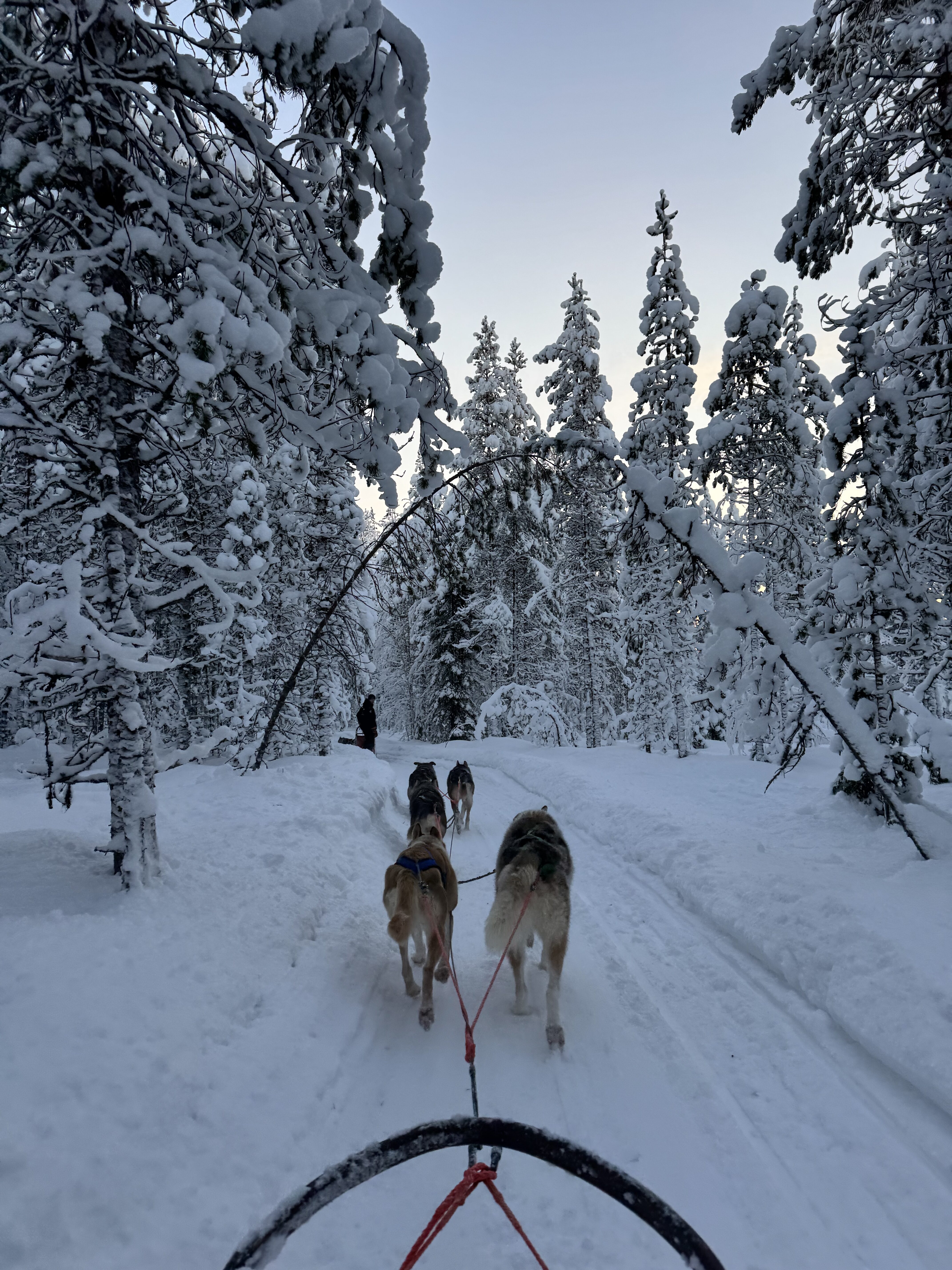 Huskies bringing us through the private lands of Beana Laponia