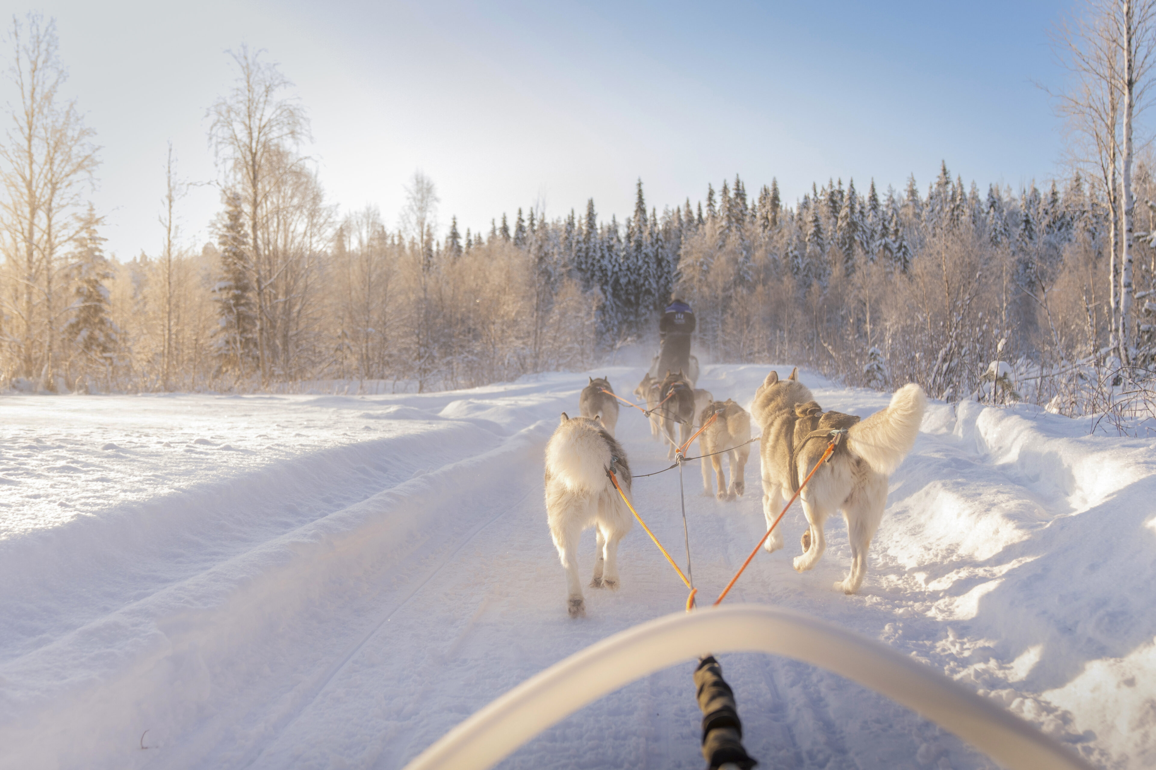 Riding through the winter wonderland with the huskies