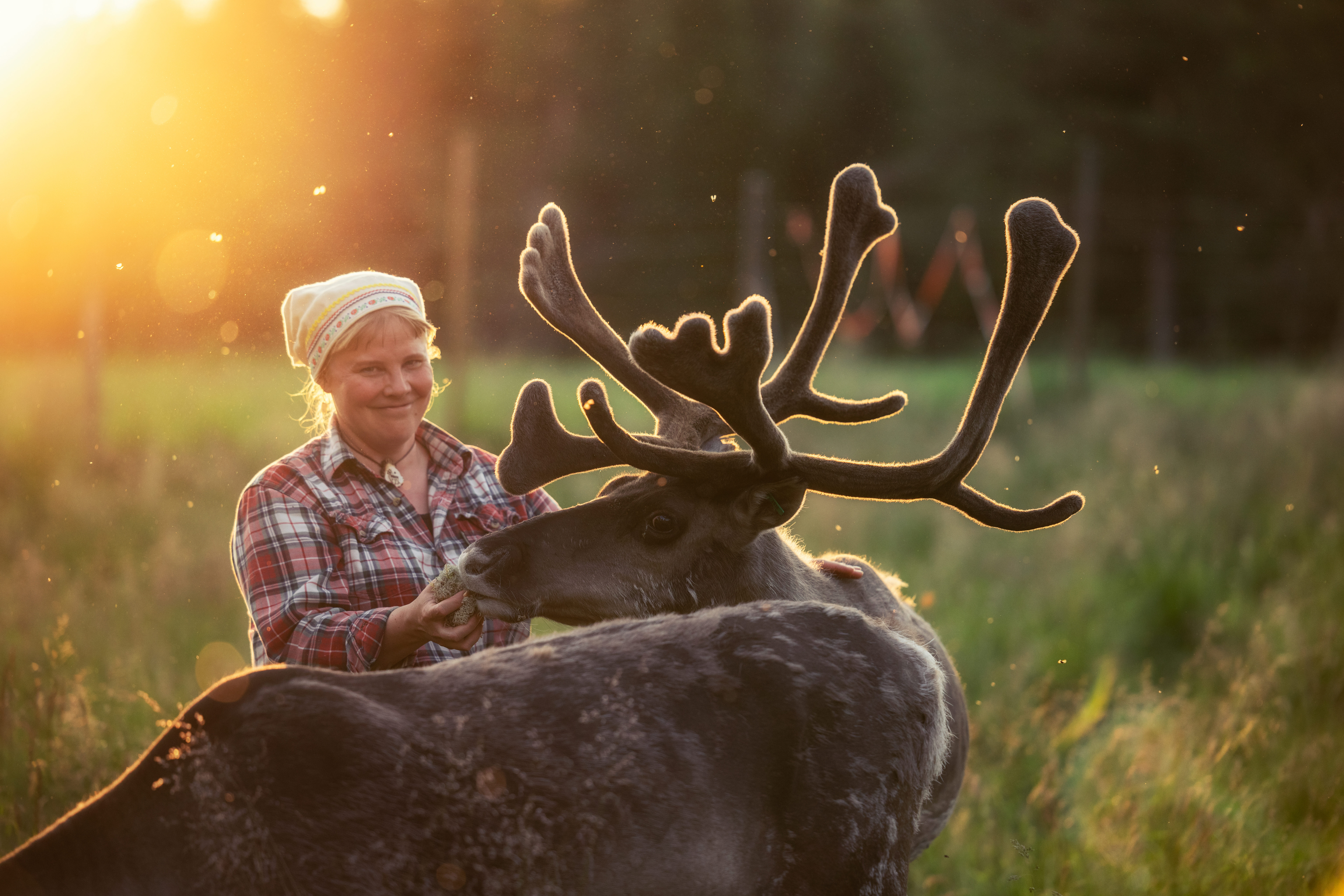 Meet the reindeers at Palosaari reindeer farm